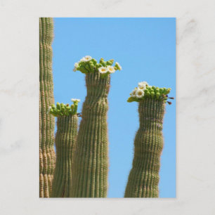 Saguaro Cactus Blossoms Postkarte