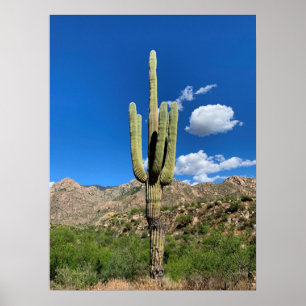 Saguaro Cactus Blue Skies Arizona Foto Poster