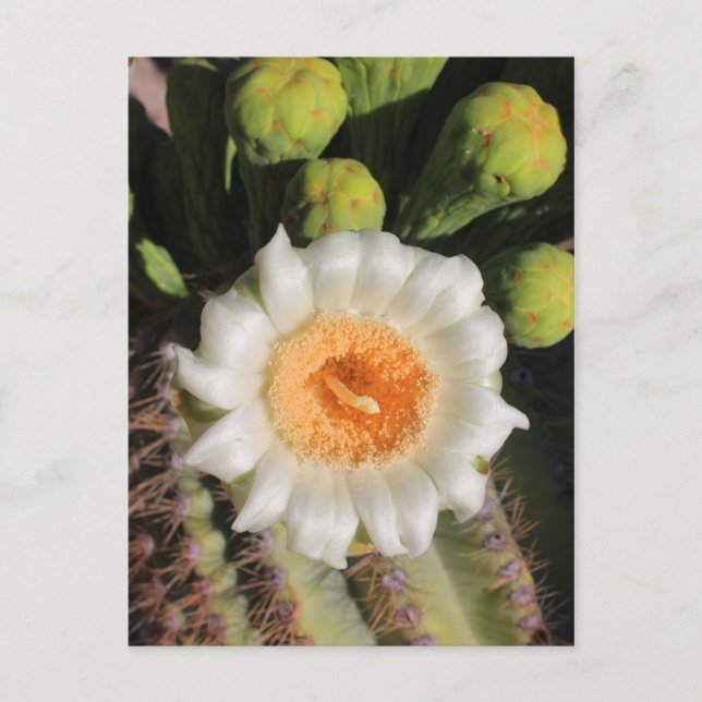 Saguaro Cactus Blume Postkarte (Vorderseite)