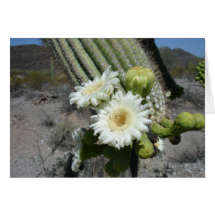 Saguaro Cactus blutoris pipe cactus ni