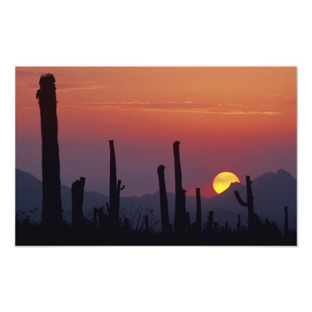 Saguaro Cactus Carnegiea gigantea), Sunset, Fotodruck (Vorne)
