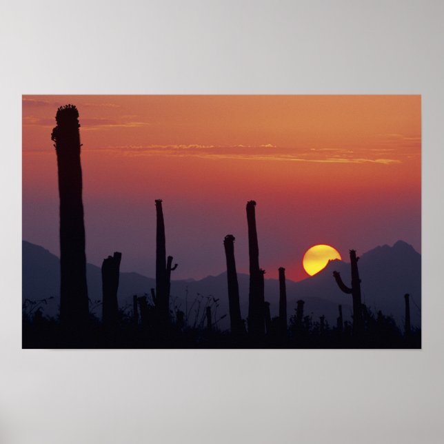 Saguaro Cactus Carnegiea gigantea), Sunset, Poster (Vorne)