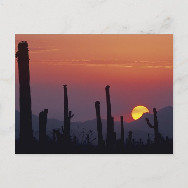 Saguaro Cactus Carnegiea gigantea), Sunset, Postkarte (Vorderseite)