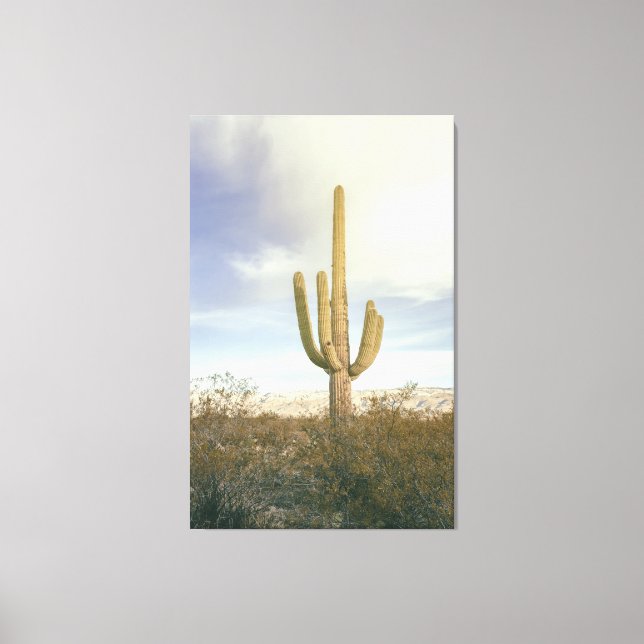 Saguaro Cactus Desert Landscape Leinwanddruck (Vorderseite)