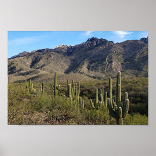Saguaro Cactus et Catalina Mountains, Tucson AZ Poster