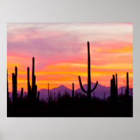 Saguaro Cactus Forest at Sunset