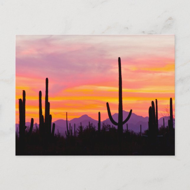 Saguaro Cactus Forest at Sunset Postkarte (Vorderseite)