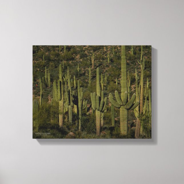 Saguaro Cactus Forest Sonoran Desert Arizona Leinwanddruck (Vorderseite)
