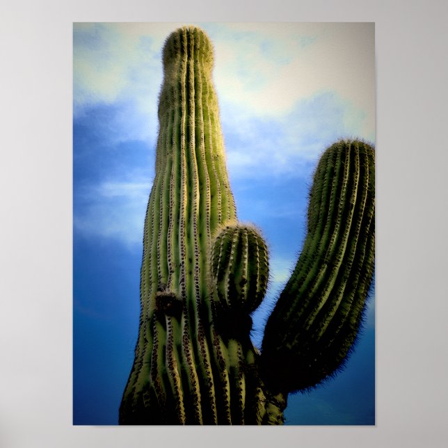 Saguaro Cactus High  Postcard Poster (Vorne)