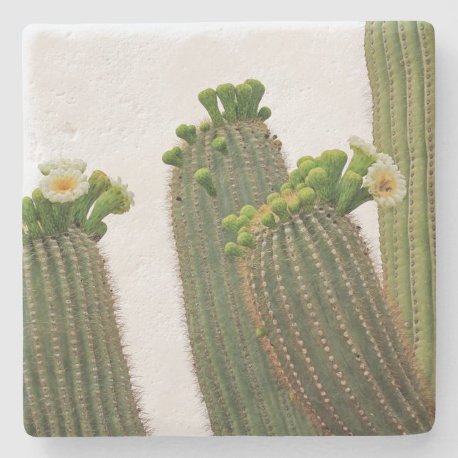 Saguaro Cactus in Arizona, Untersetzer (Vorderseite)