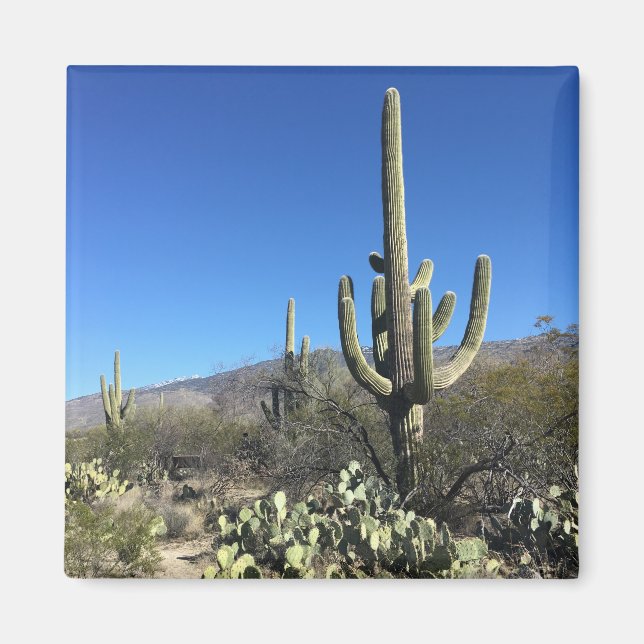 Saguaro Cactus Magnet (Vorne)