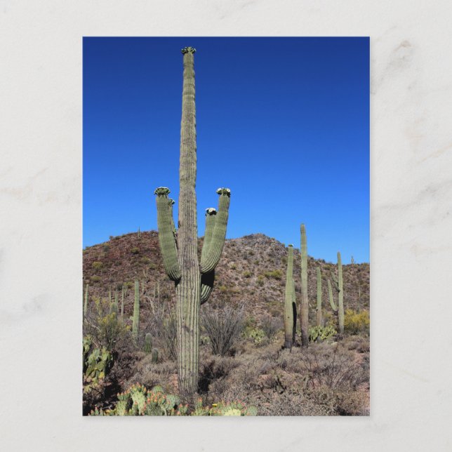 Saguaro Cactus no 9 Postkarte (Vorderseite)