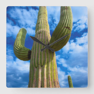 Saguaro cactus portrait, Arizona Quadratische Wanduhr