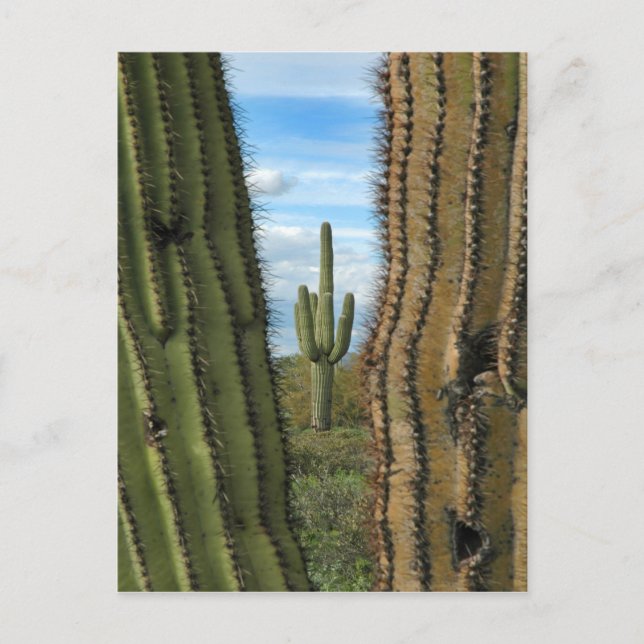 Saguaro Cactus Postcard Postkarte (Vorderseite)