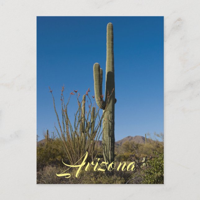 Saguaro Cactus Postcard Postkarte (Vorderseite)