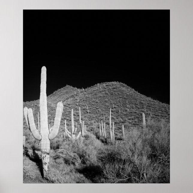 Saguaro Cactus Poster (Vorne)