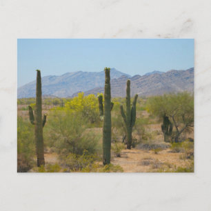 Saguaro Cactus Postkarte