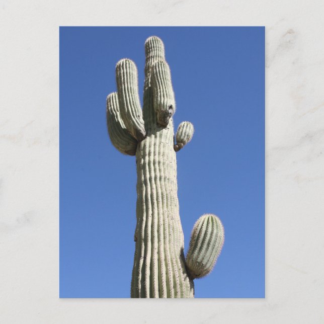 Saguaro Cactus, Scottsdale, Arizona Postkarte (Vorderseite)