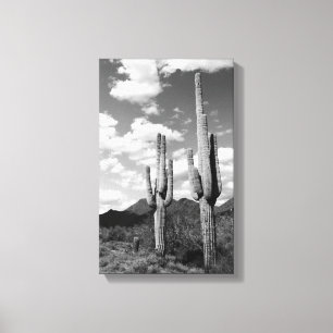 Saguaro Cactus Sonoran Desert B&W Foto Art Print Leinwanddruck