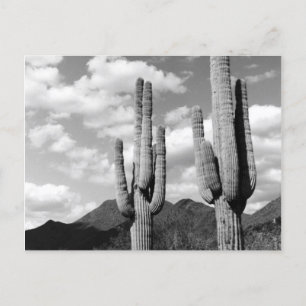 Saguaro Cactus Sonoran Desert B&W Foto Postkarten
