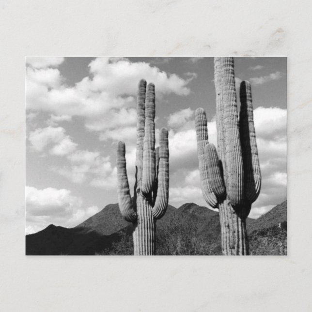 Saguaro Cactus Sonoran Desert B&W Foto Postkarten (Vorderseite)