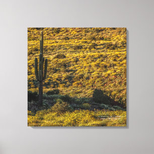 Saguaro Cactus Sonoran Desert in Springtime 24x24 Leinwanddruck