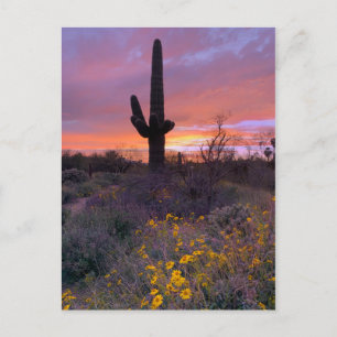Saguaro Cactus Sunset No1 Postkarte