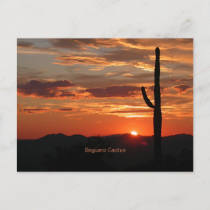 Saguaro Cactus, Sunset, Postkarte
