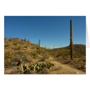 Saguaro-Carillo-Pfad im Saguaro-Nationalpark