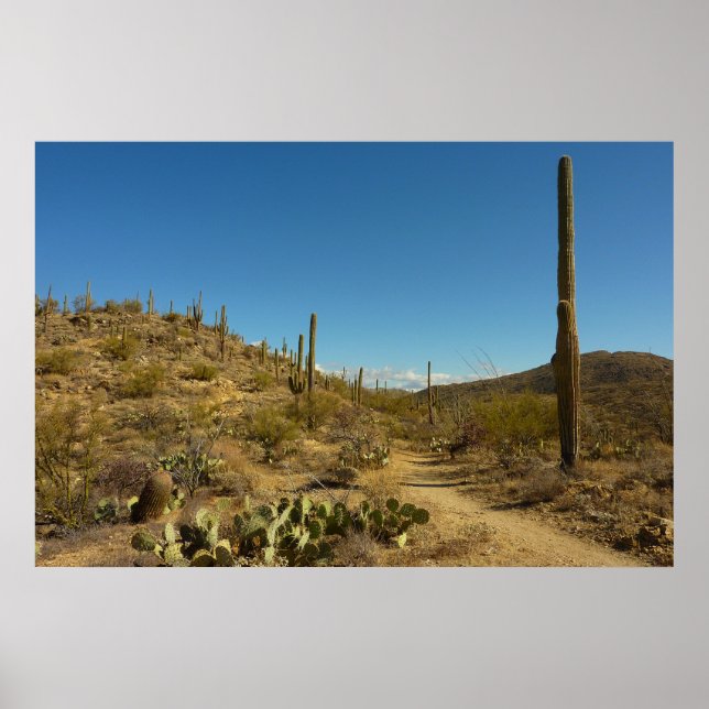 Saguaro-Carillo-Pfad im Saguaro-Nationalpark Poster (Vorne)