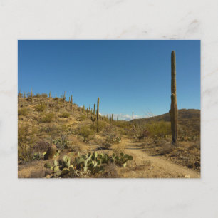 Saguaro-Carillo-Pfad im Saguaro-Nationalpark Postkarte