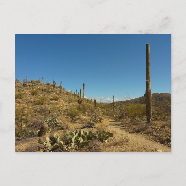 Saguaro-Carillo-Pfad im Saguaro-Nationalpark Postkarte (Vorderseite)
