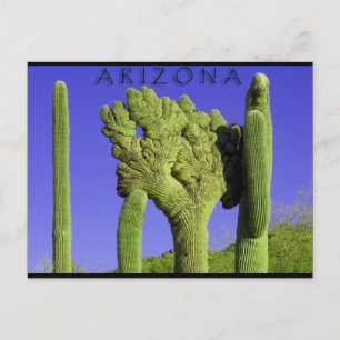 Saguaro im Kongress, Arizona Postkarte
