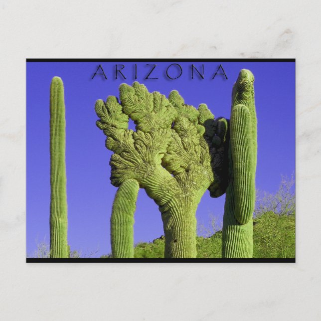 Saguaro im Kongress, Arizona Postkarte (Vorderseite)