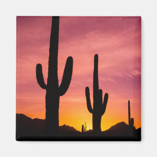 Saguaro-Kakteen bei Sonnenaufgang, Arizona Magnet