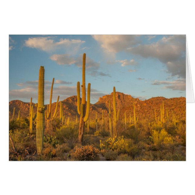 Saguaro-Kakteen bei Sonnenuntergang, Arizona (Vorderseite (Horizontal))