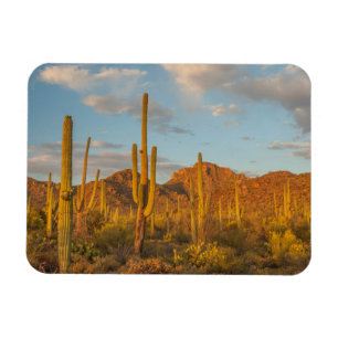 Saguaro-Kakteen bei Sonnenuntergang, Arizona Magnet