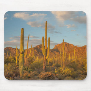 Saguaro-Kakteen bei Sonnenuntergang, Arizona Mousepad