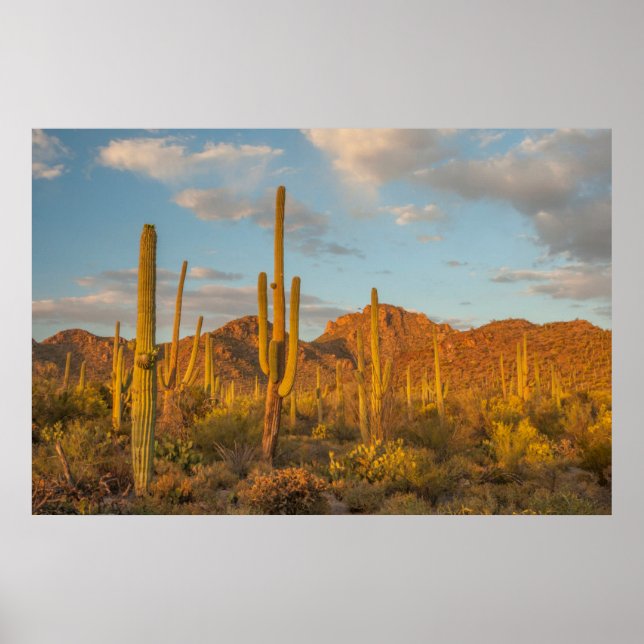 Saguaro-Kakteen bei Sonnenuntergang, Arizona Poster (Vorne)