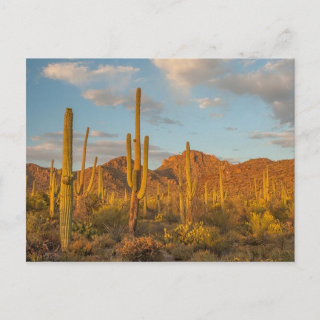 Saguaro-Kakteen bei Sonnenuntergang, Arizona Postkarte (Vorderseite)