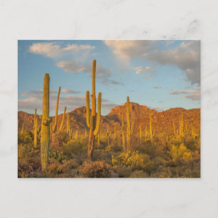Saguaro-Kakteen bei Sonnenuntergang, Arizona Postkarte