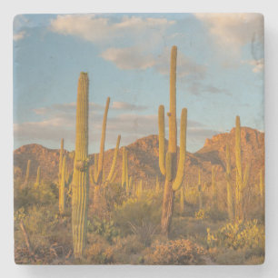 Saguaro-Kakteen bei Sonnenuntergang, Arizona Steinuntersetzer