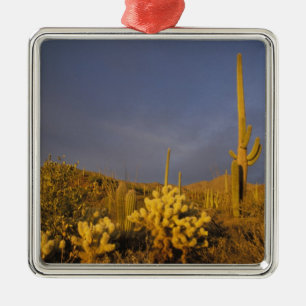 Saguaro-Kakteen, Carnegiea gigantea und Teddy Silbernes Ornament