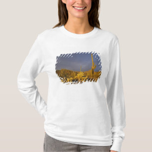 Saguaro-Kakteen, Carnegiea gigantea und Teddy T-Shirt
