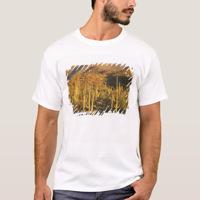 Saguaro-Kakteen im Nationalpark Saguaro T-Shirt (Vorderseite)