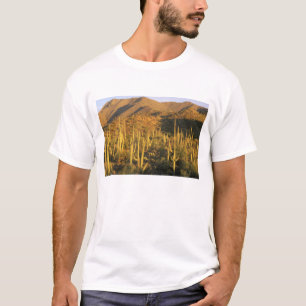 Saguaro-Kakteen im Nationalpark Saguaro T-Shirt