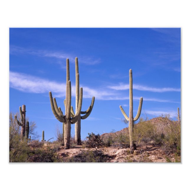 Saguaro-Kakteen, mehrere bewaffnete Riesen Fotodruck (Vorne)