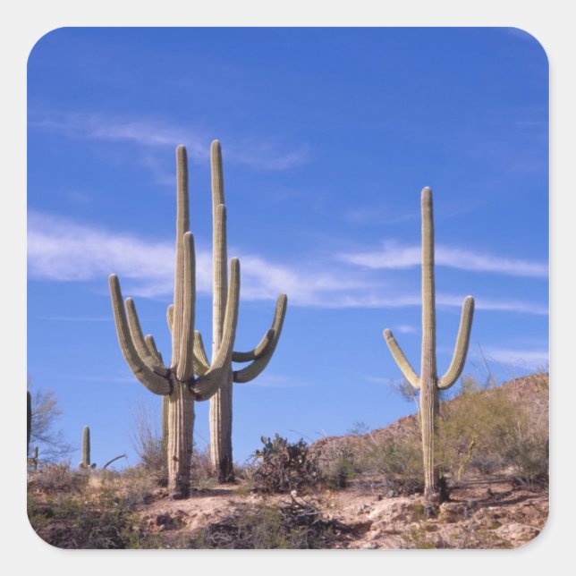 Saguaro-Kakteen, mehrere bewaffnete Riesen Quadratischer Aufkleber (Vorderseite)