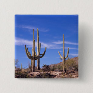 Saguaro-Kakteen, mehrere bewaffnete Riesen-Saguaro Button
