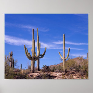 Saguaro-Kakteen, mehrere bewaffnete Riesen-Saguaro Poster